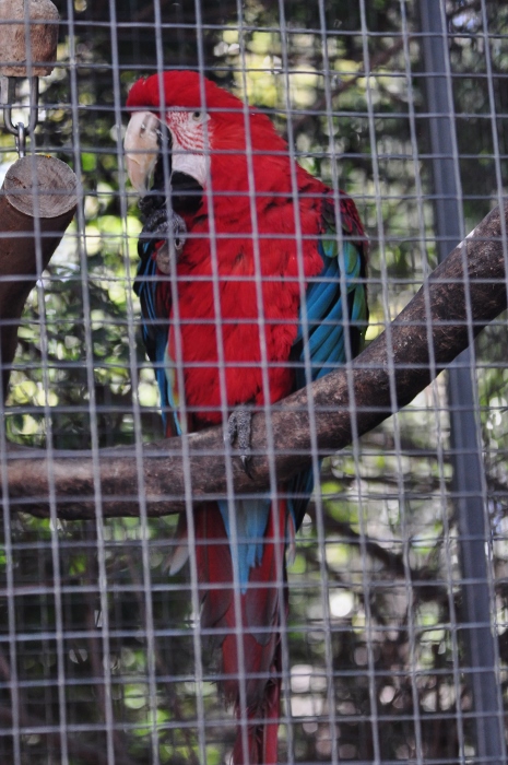 green-winged macaw